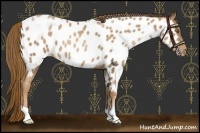 Horse Color:Liver Chestnut Pearl Appaloosa