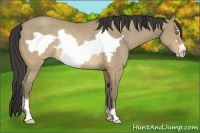 Horse Color:Sable Cream Champagne Frame Rabicano