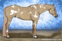 Horse Color:White Spotted Chocolate Palomino Dun 
