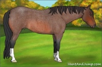 Horse Color:Bay Roan