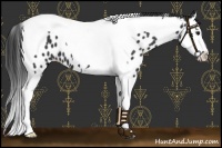 Horse Color:Black Splash Tobiano Near Leopard 