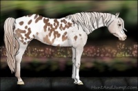 Horse Color:Liver Chestnut Appaloosa 