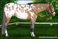 Horse Color:Brown Dun Sabino Frame Appaloosa Rabicano