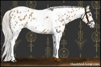 Horse Color:Silver Buckskin Tobiano Frame Appaloosa Rabicano