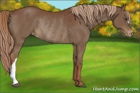 Horse Color:Chestnut Appaloosa Rabicano 