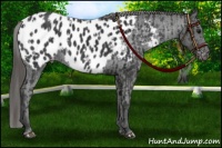 Horse Color:Smoky Black Snowcap  and Black Blanket Rabicano 