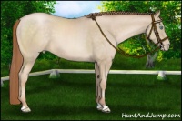 Horse Color:Buckskin Pearl 