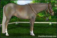 Horse Color:Chocolate Palomino Sabino 