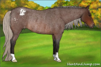 Horse Color:Gray Silver Bay Roan Varnish Rabicano