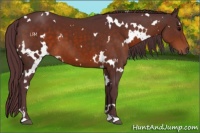 Horse Color:White Spotted Chocolate Brown