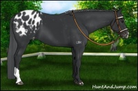 Horse Color:Black Chinchilla Appaloosa 