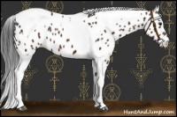 Horse Color:Bay Tobiano Leopard