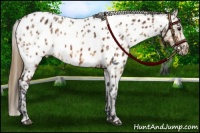Horse Color:Bay Near Leopard  and Buckskin Sabino Blanket 