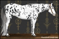 Horse Color:Black Near Leopard Rabicano  and Black Splash Near Leopard 