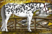 Horse Color:Smoky Black Splash Leopard