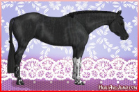 Horse Color:Black and Gray Black