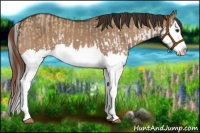 Horse Color:Red Dun Splash  and Bay Dun Splash 