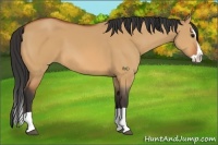 Horse Color:Bay Dun Splash 