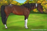 Horse Color:Brown Tobiano