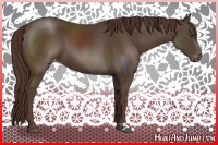Horse Color:Liver Chestnut Appaloosa 