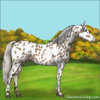 Horse Color:Silver Buckskin Appaloosa 