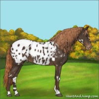 Horse Color:White Spotted Liver Chestnut Appaloosa 