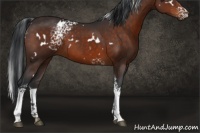 Horse Color:White Spotted Brown 
