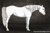 Horse Color:White Spotted Silver Bay Splash 