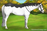 Horse Color:Smoky Black Splash 