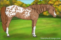 Horse Color:Chestnut Appaloosa 