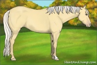 Horse Color:Silver Amber Cream Champagne Dun 