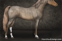 Horse Color:Chocolate Palomino Roan 