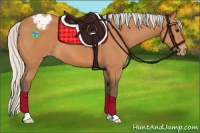 Horse Color:Silver Bay Appaloosa 