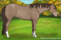 Horse Color:Classic Champagne 