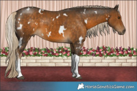 Horse Color:White Spotted Chocolate Palomino 