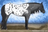 Horse Color:Blue Roan Appaloosa 