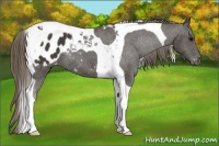 Horse Color:Smoky Black Tobiano Appaloosa 
