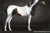 Horse Color:Brown Tobiano 