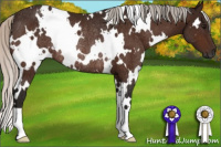 Horse Color:Gray White Spotted Silver Brown Rabicano 