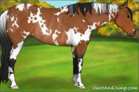Horse Color:Gray White Spotted Buckskin Rabicano