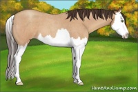 Horse Color:Sable Champagne Roan Splash