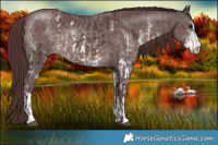 Horse Color:Platinum Chocolate Brown Sabino Rabicano and Platinum Chocolate Brown Sabino Rabicano