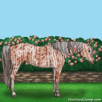 Horse Color:Bay Sabino Rabicano  and Bay Sabino Varnish Rabicano 