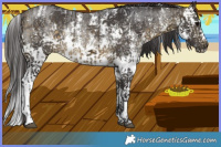 Horse Color:White Spotted Buckskin Sabino Rabicano  and White Spotted Buckskin Sabino Splash Rabicano 