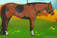 Horse Color:Liver Chestnut Sabino Rabicano and Bay Rabicano