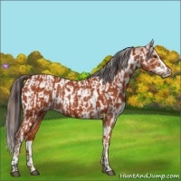 Horse Color:Bay Sabino Rabicano  and Bay Sabino Appaloosa Rabicano 