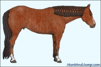 Horse Color:Bay Sabino Rabicano and Bay Sabino Rabicano