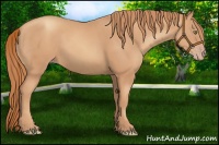 Horse Color:Gold Champagne 