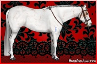 Horse Color:Bay Sabino Rabicano and Bay Sabino Rabicano