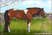 Horse Color:Brown Sabino Tobiano Rabicano  and Bay Sabino Tobiano Rabicano 